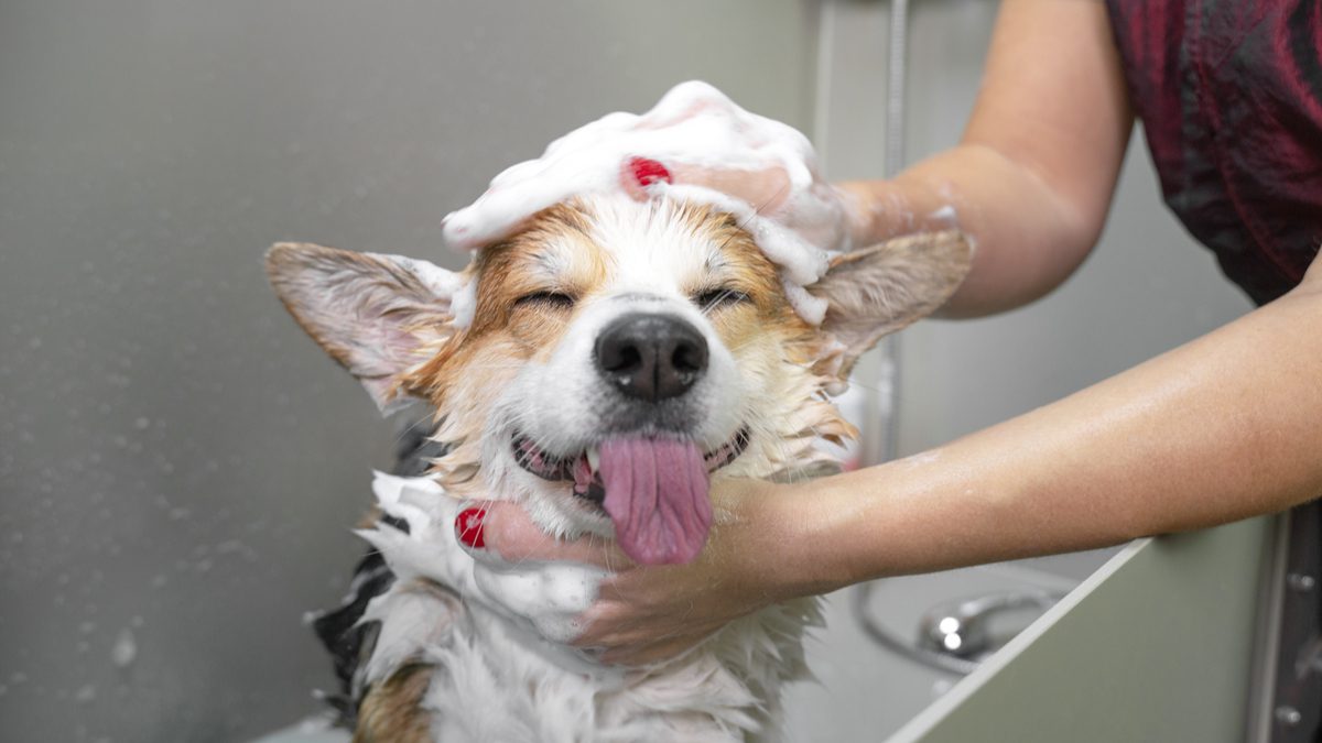 dog-shampoo