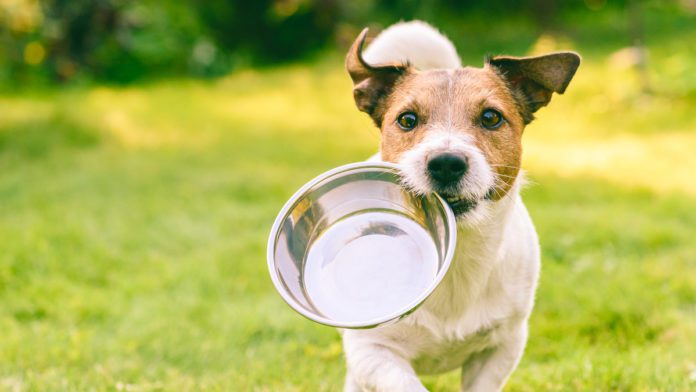 dog-with-bowl