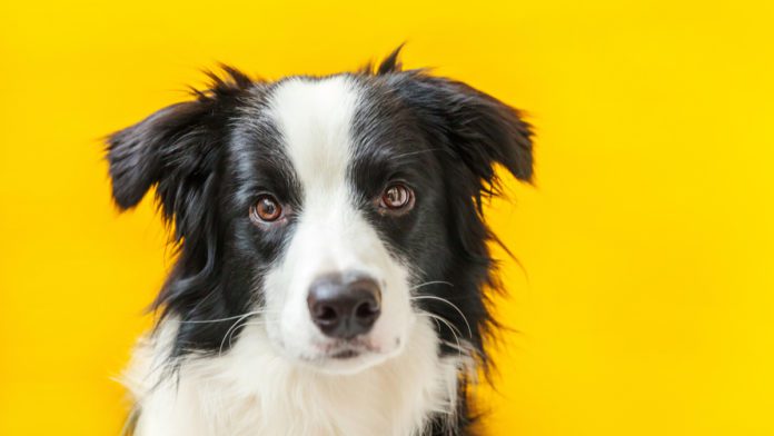 dog-with-yellow-background
