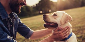 Complete Guide to Improving Your Dog’s Coat