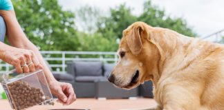 What Dog Food is Best For Allergies?